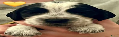 Cocker Spaniel 4