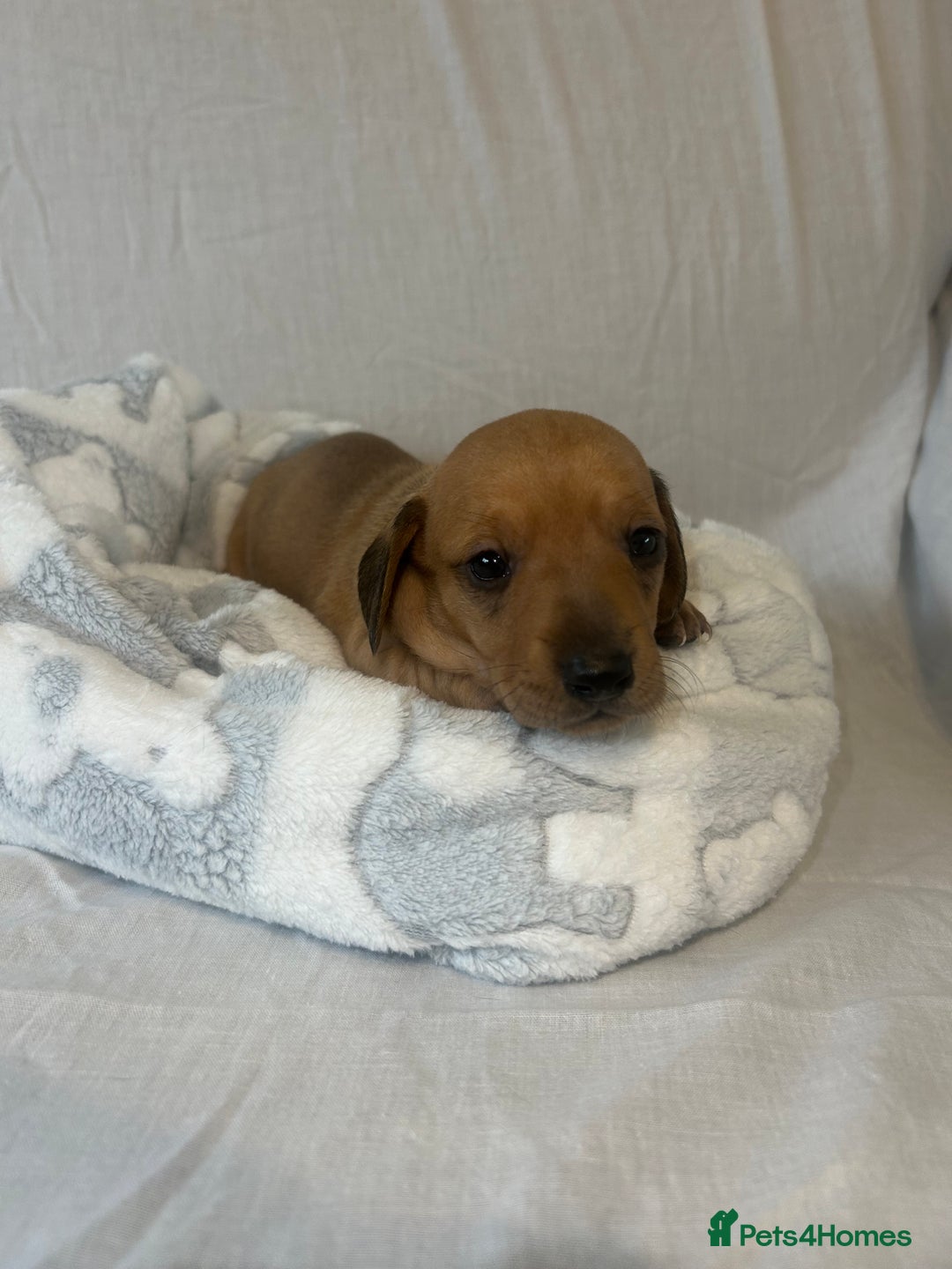 Miniature Dachshund dogs for sale: Miniature dachshund puppies  - Image 8
