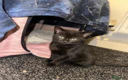 Mixed Breed cats for sale: 2 Black Male Kittens - Image 2