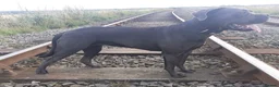 Cane Corso dogs for sale: Cane corso  in Newbiggin-by-the-Sea - Advert 2