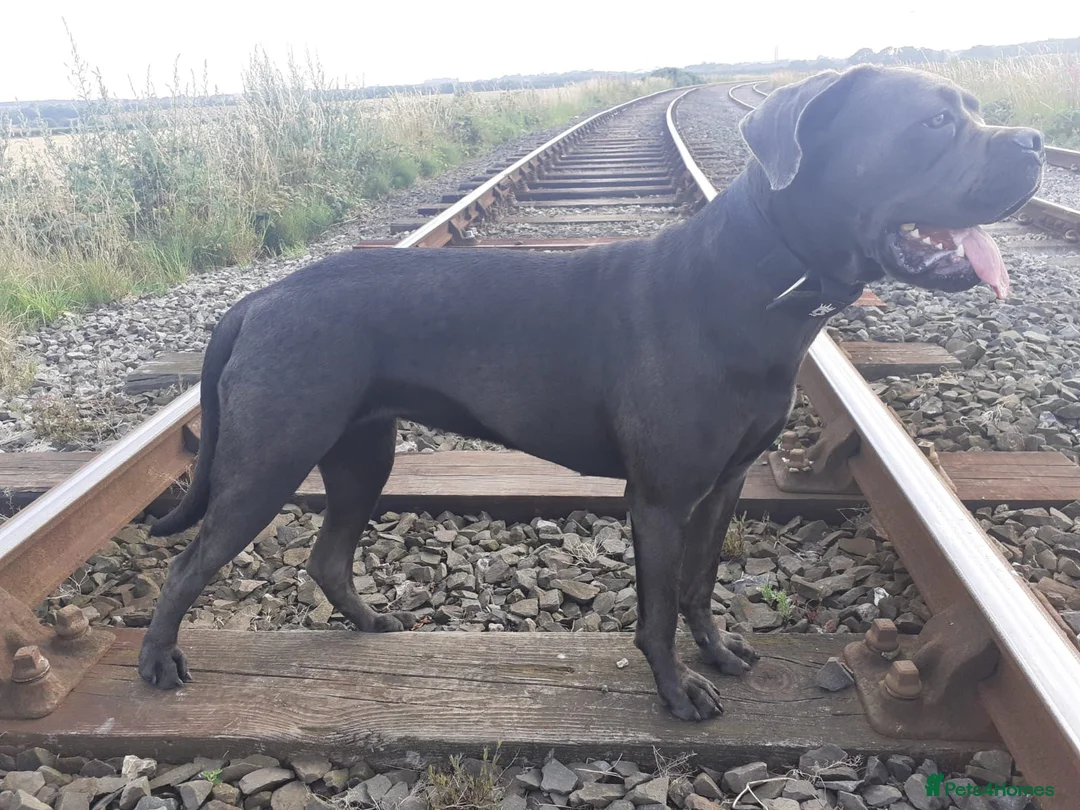Cane Corso dogs for sale: Cane corso  in Newbiggin-by-the-Sea - Advert 2