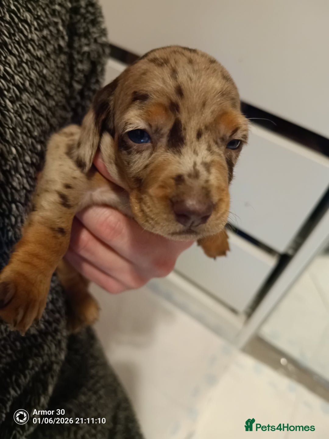 Miniature Dachshund dogs for sale: Miniature dachshund puppies  - Advert 5