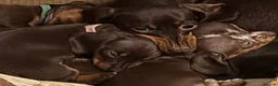 Dachshund dogs for sale: Beautiful miniature Dachshund puppies - Advert 7