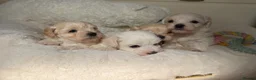 Maltipoo dogs for sale: *** Adorable Korean Maltipoo Babies *** - Advert 21