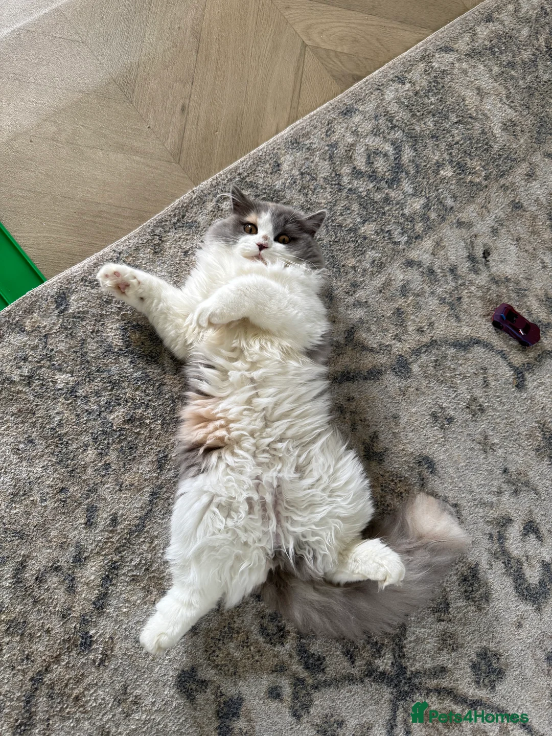 Scottish Fold cats for sale: Tina longhair x Scottish fold - Advert 3