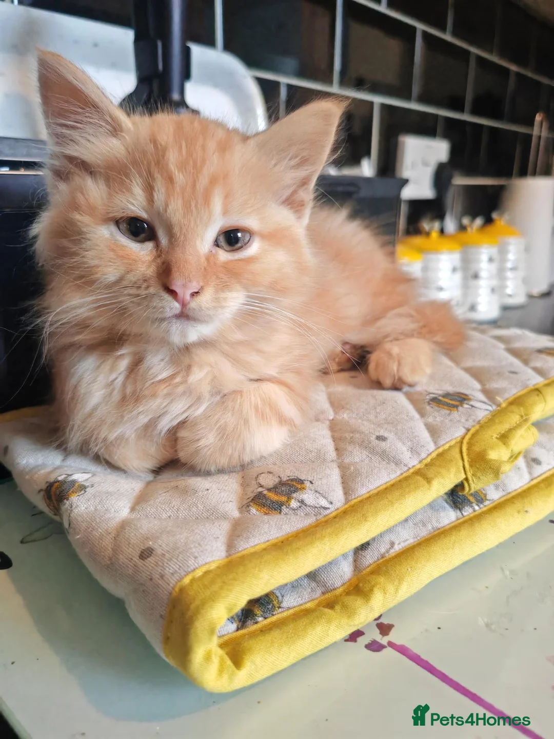 Ragdoll cats for sale: Ragdoll cross kittens long haired stunning litter  in Nottingham - Advert 20