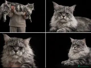 Maine Coon cats TICA champion SEVERAL STUDS AVAILABLE - Advert 19