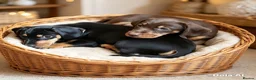 Dachshund dogs for sale: Two male dachshund puppies  in Langport - Advert 2