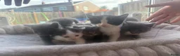 Mixed Breed cats for sale: Beautiful fluffy kittens in Pontypridd - Advert 2