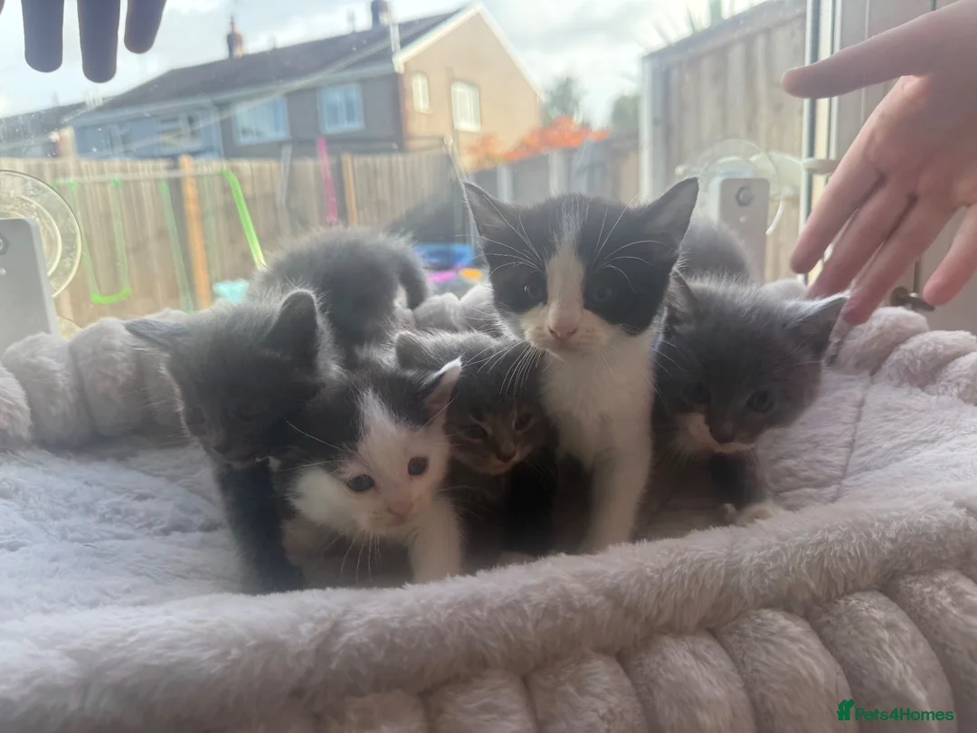 Mixed Breed cats for sale: Beautiful fluffy kittens in Pontypridd - Advert 2