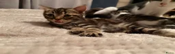 American Wirehair cats for sale: 1 Male 1 Female kitten - Advert 12