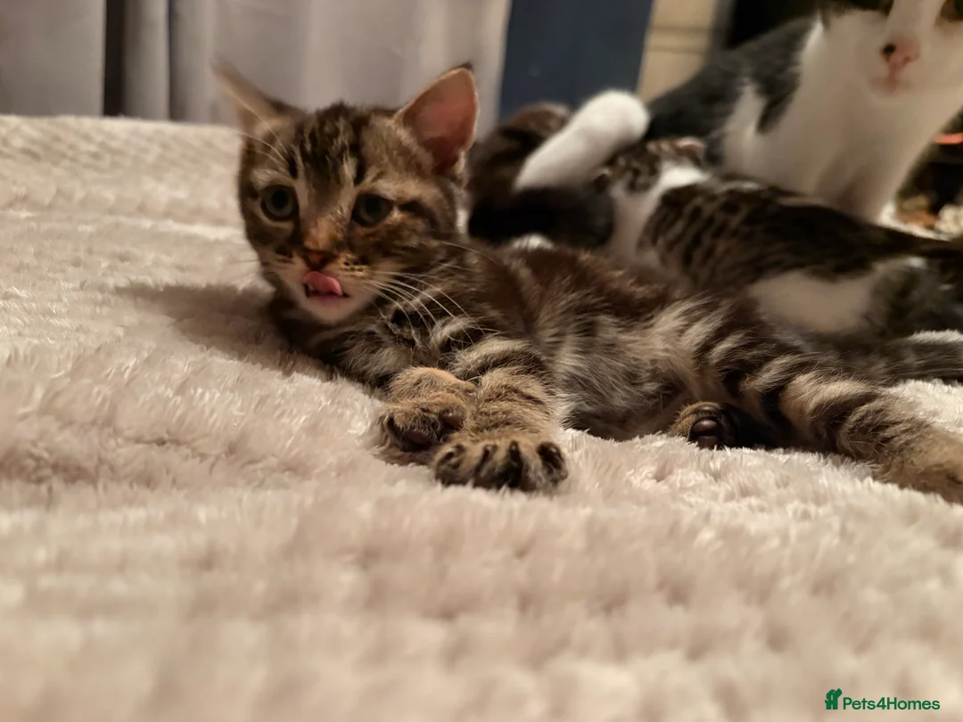 American Wirehair cats for sale: 1 Male 1 Female kitten - Advert 12