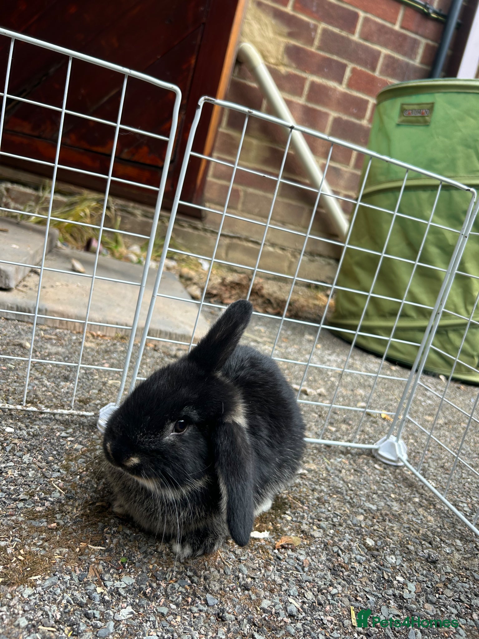 Mixed Breed rabbits for sale: 2 male English x lop rabbits  - Advert 8