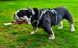 English Bulldog dogs for sale: English bulldog  - Image 4