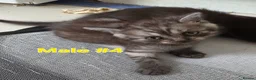 Mixed Breed cats for sale: Mixed breed kittens from British Shorthair mother - Advert 8
