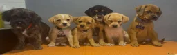 Mixed Breed dogs for sale: Last girl left Cavapoo X ready to leave now  - Advert 7