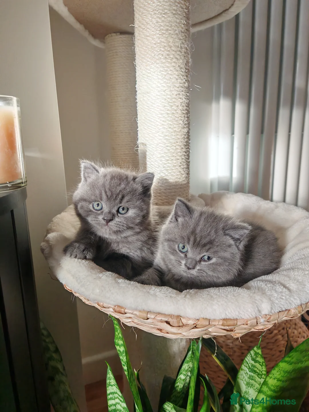British Shorthair cats for sale: Adorable British Shorthair Kittens for Sale in Lincoln - Advert 37