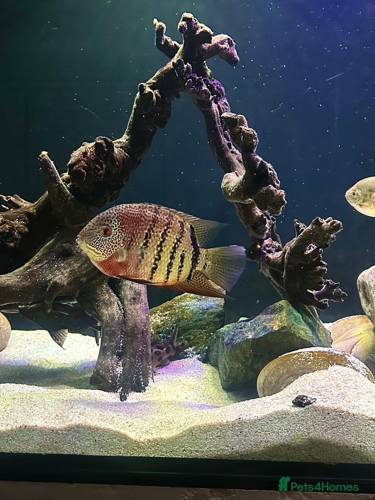 Cichlids fish Red Tiger Severum - Advert 15