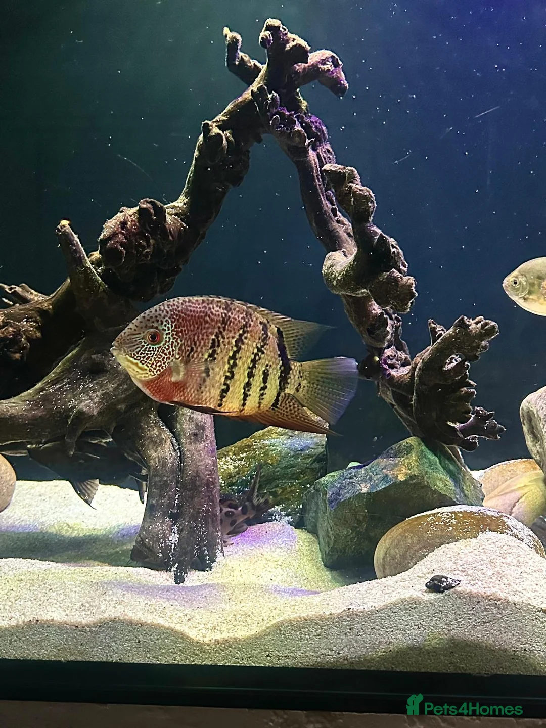 Cichlids fish for sale: Red Tiger Severum - Advert 1