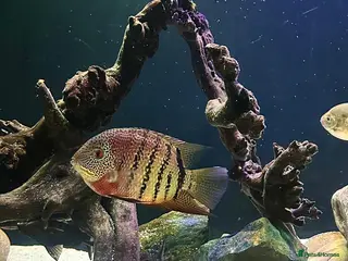Cichlids fish Red Tiger Severum - Advert 10