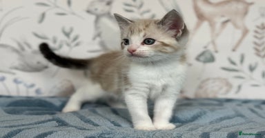Mixed Breed cats - Advert 4