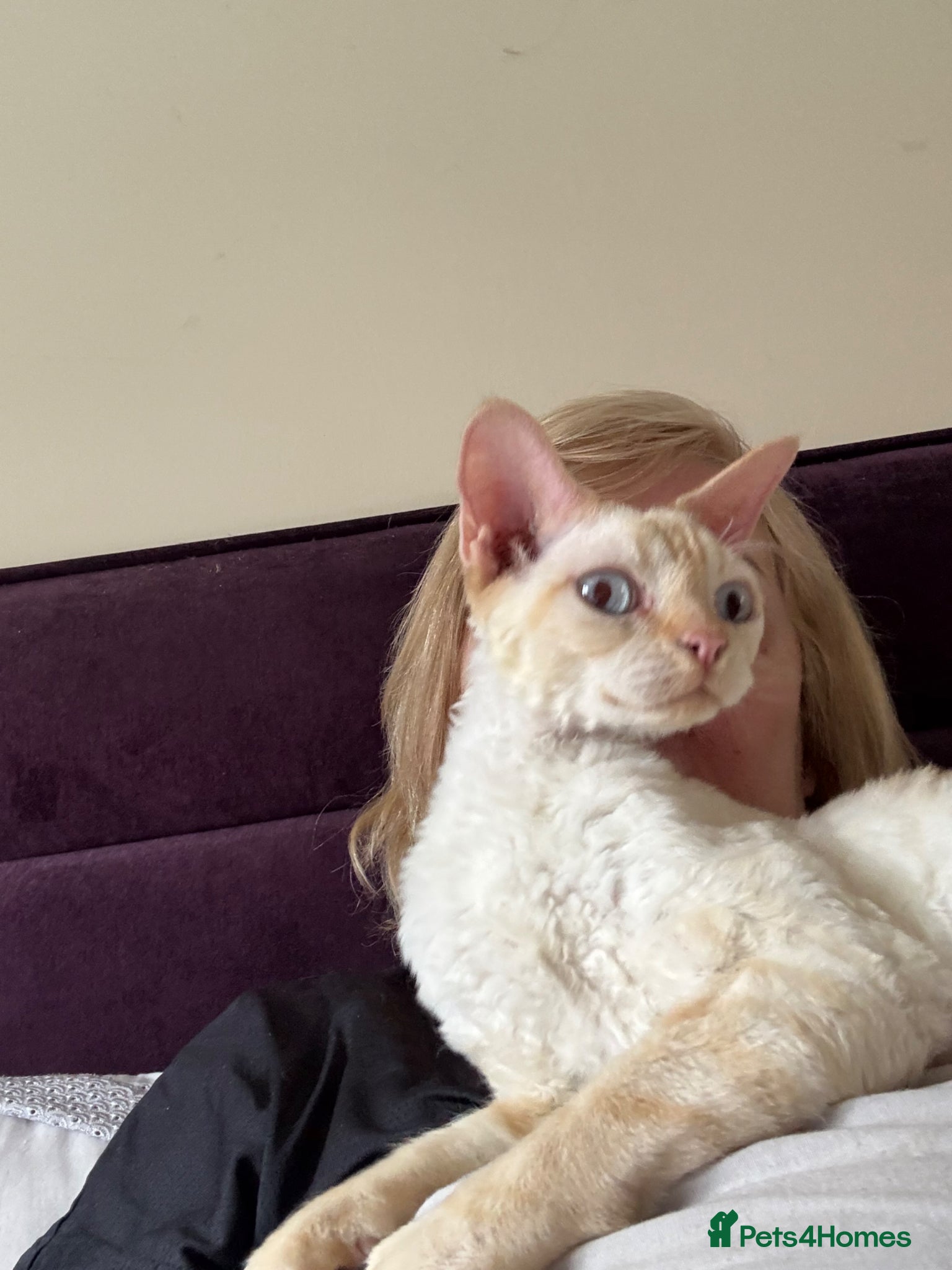 Devon Rex cats Quintelin Devon Rex - Advert 15