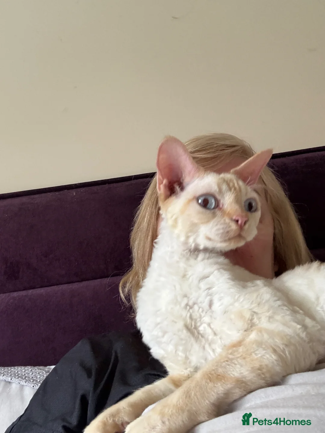 Devon Rex cats for sale: Quintelin Devon Rex - Advert 1
