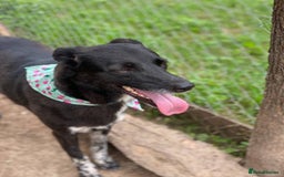 Mixed Breed dogs for adoption: 💖🐶 CARMEN 🐶💖 - Image 14