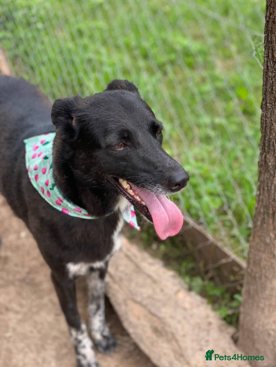 Mixed Breed dogs for adoption: 💖🐶 CARMEN 🐶💖 - Image 14