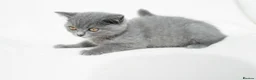 British Shorthair cats for sale: Blue British Shorthair 2 Kittens Left **MUST SEE** - Advert 11