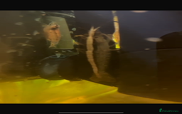 Tetras fish for sale: FREE Tetras and Shrimps - Image 4