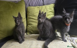 Maine Coon cats for sale: Maine Coon Kittens ready to leave home  - Image 11