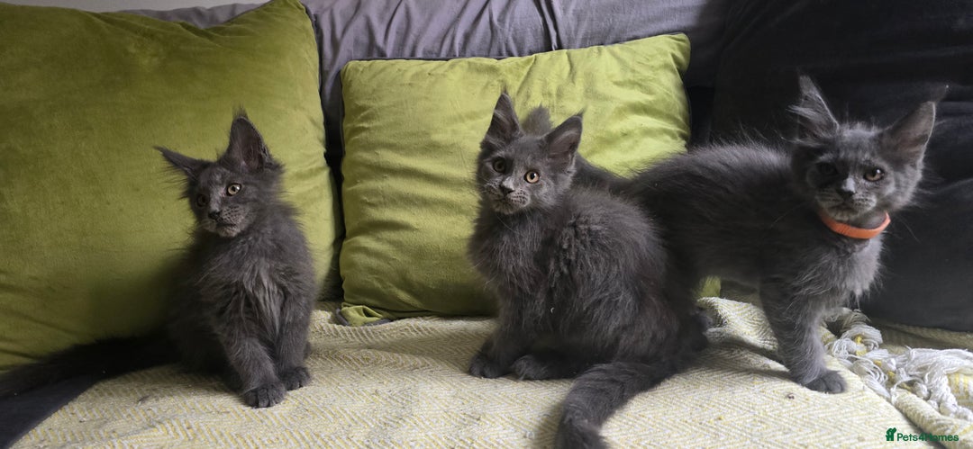 Maine Coon cats for sale: Maine Coon Kittens ready to leave home  - Image 11