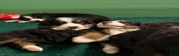 Bernese Mountain Dog dogs for sale: KC Bernese Mountain Dog Puppies - Advert 8