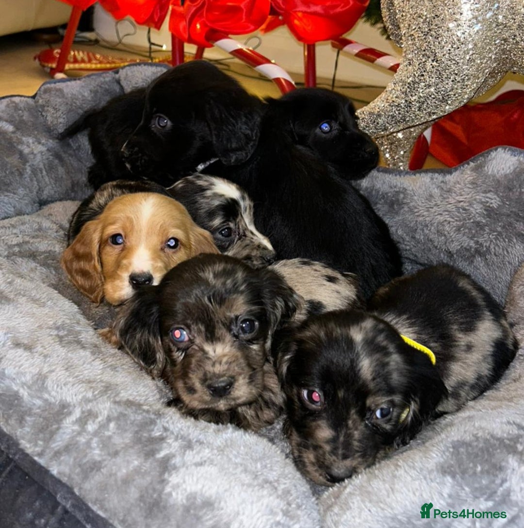 Cocker Spaniel dogs for sale: 6 beautiful cocker spaniel puppies  - Advert 8