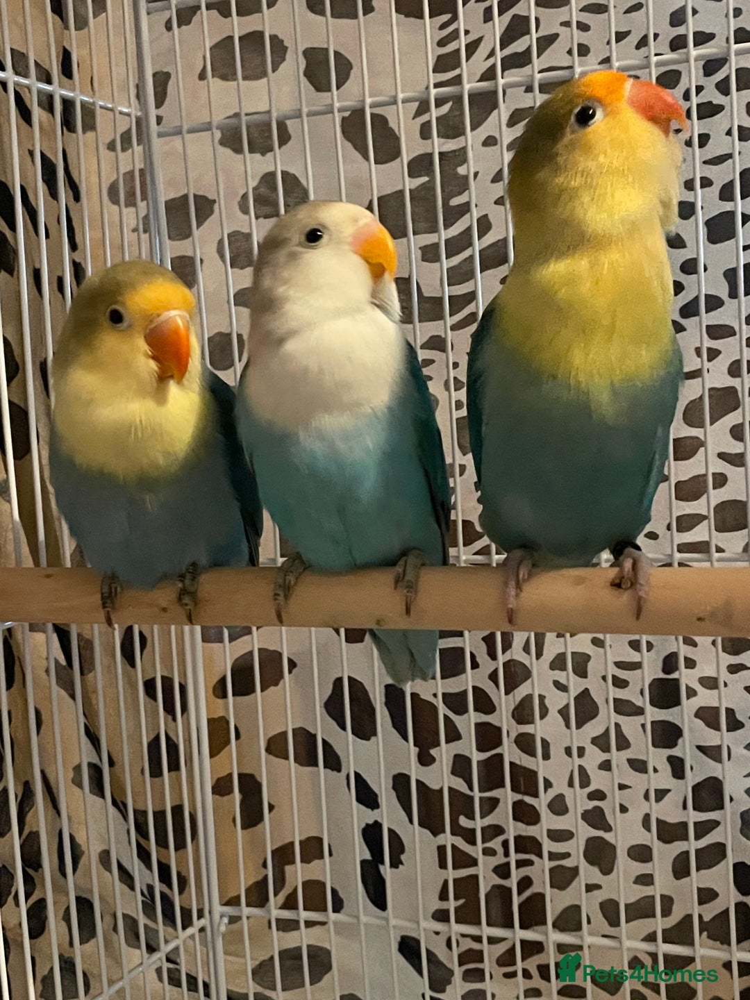 Lovebirds birds for sale: Beautiful babies so cute and beautiful colors  - Advert 10