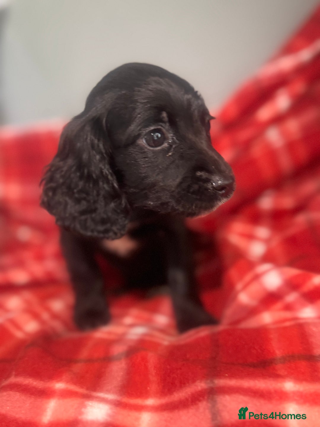 Cocker Spaniel dogs for sale: Cocker spaniel puppies  - Image 7