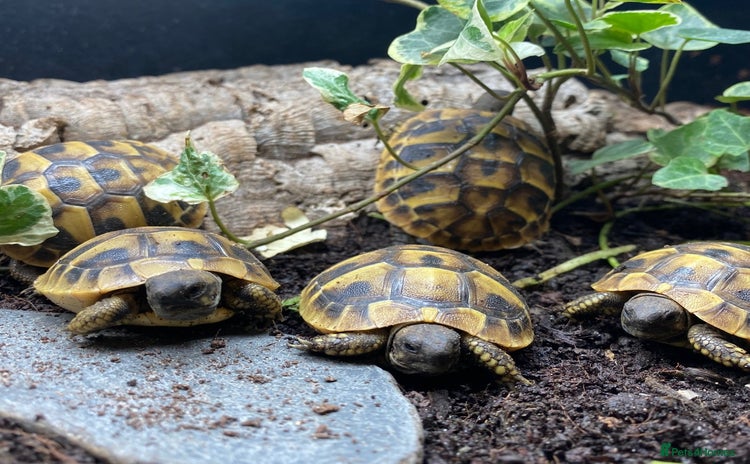 Tortoise reptiles - Advert 1