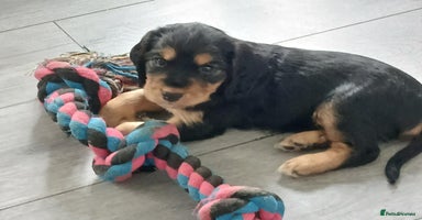 Cocker Spaniel dogs - Advert 1