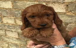 Cockapoo dogs for sale: COCKERPOOS HEALTH TESTED PARENTS - Image 1