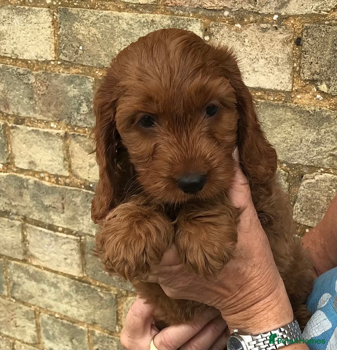 Cockapoo dogs for sale: COCKERPOOS HEALTH TESTED PARENTS - Image 1