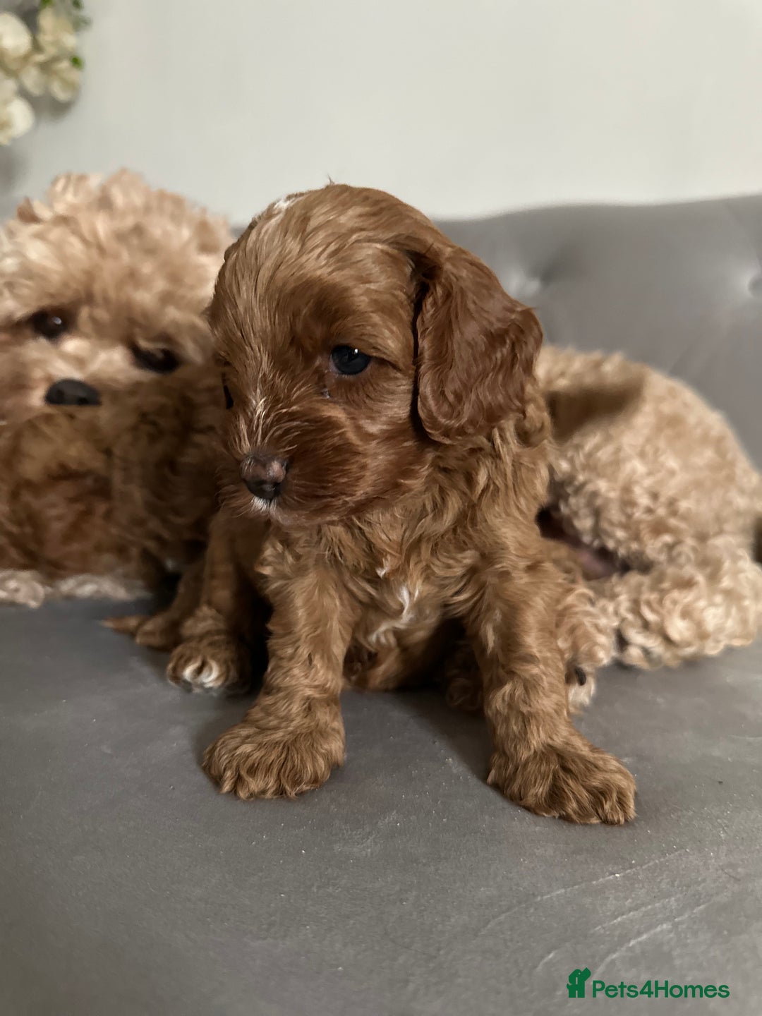 Cavapoo dogs for sale: Stunning Red Cavapoo Boys  - Image 16
