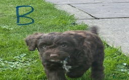Cockapoo dogs for sale: Toy F1 Cockerpoo Puppies x2 girls x2 boys - Image 2