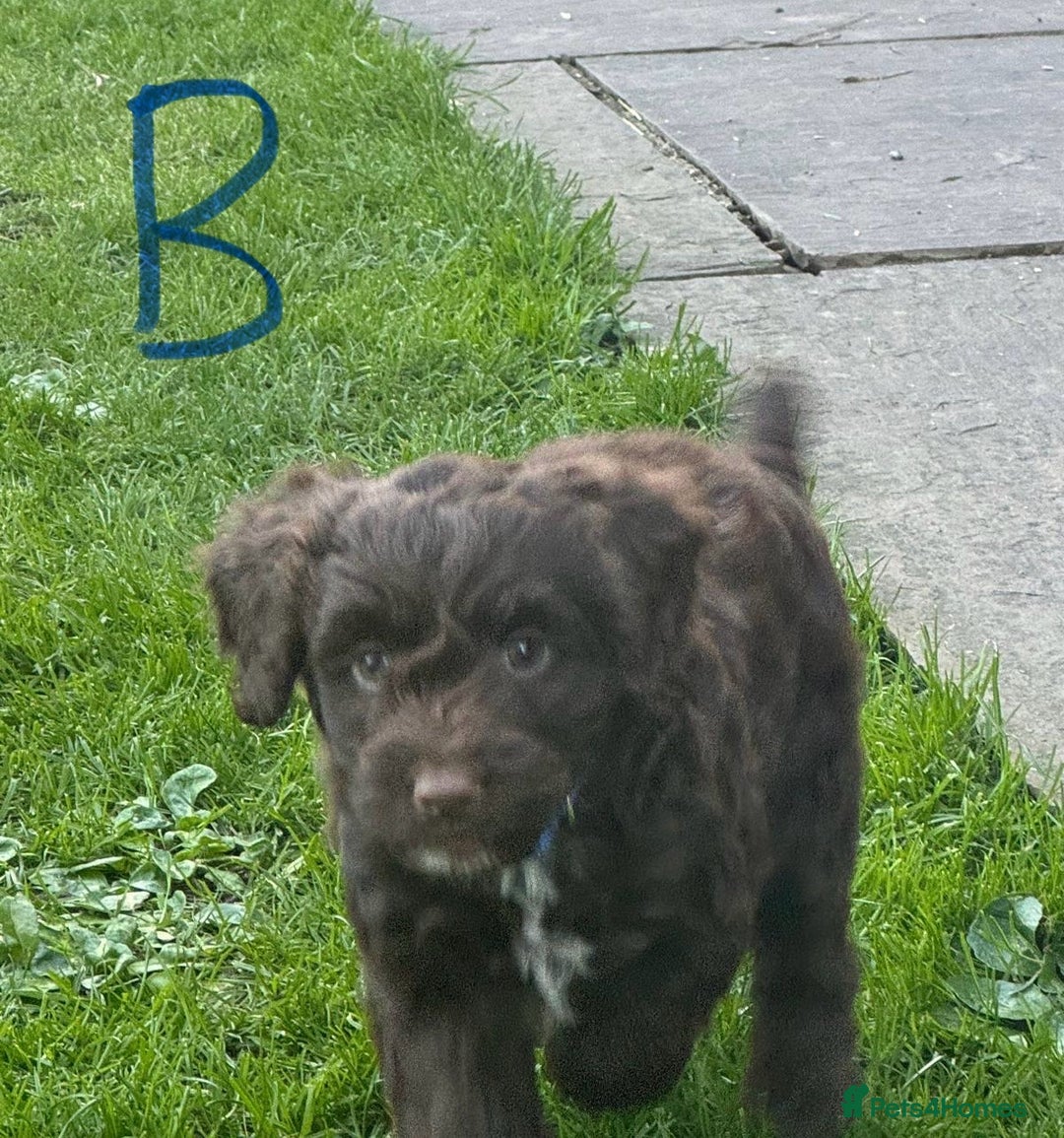Cockapoo dogs for sale: Toy F1 Cockerpoo Puppies x2 girls x2 boys - Image 2