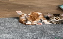 Mixed Breed cats for sale: 2 male cats  - Image 3