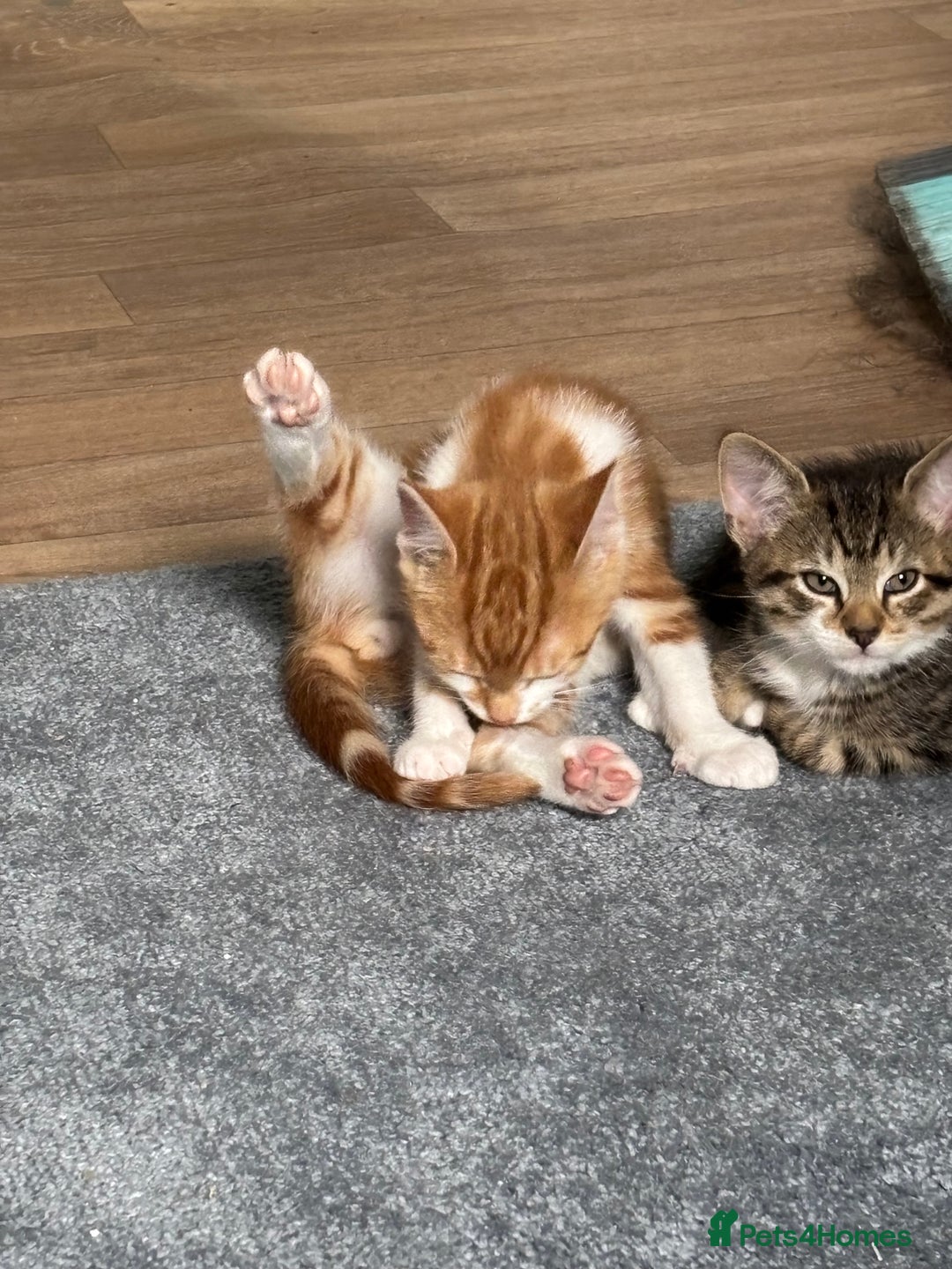 Mixed Breed cats for sale: 2 male cats  - Image 3