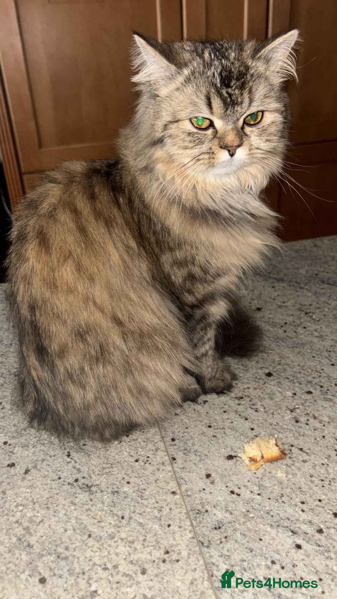 Mixed Breed cats for adoption: 4 month old rescue kitten needs forever home - Advert 4