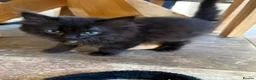 Ragdoll cats for sale: Ragdoll x Russian Blue Kittens - Advert 6