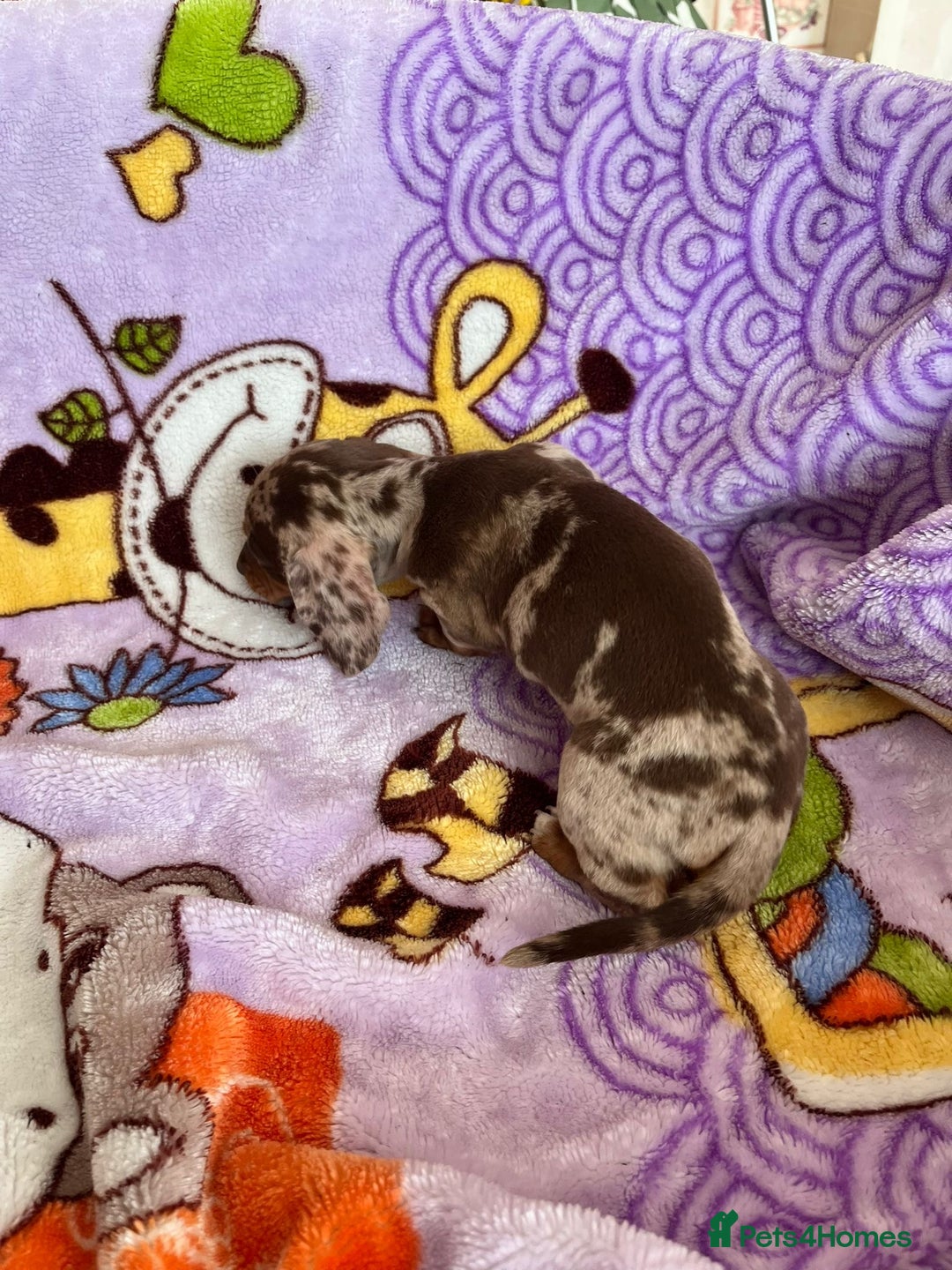 Dachshund dogs for sale: Just one girl left. Ready for her new homes - Advert 28