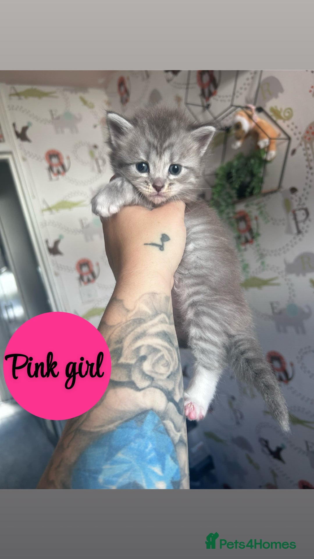 Maine Coon cats for sale: Maine coon kittens - Image 2